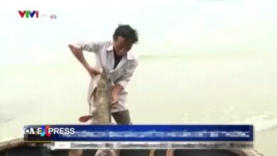 Tuyệt thực yêu cầu Formosa bồi thường cho nạn nhân ở Việt Nam