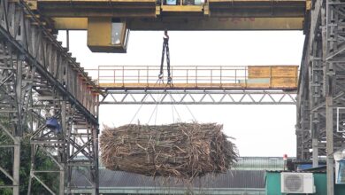 Nhà máy đường đóng cửa tránh lỗ, nông dân bị thương lái ép giá mía