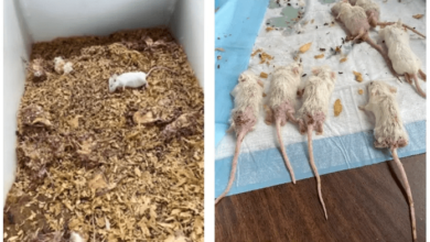 Phòng thí nghiệm lậu Trung Quốc ở California chứa đầy vi khuẩn gây bệnh