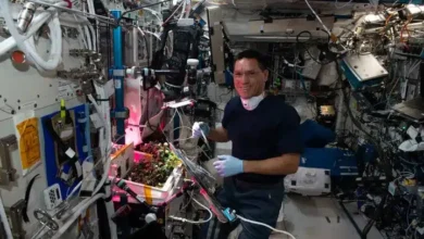 Astronauts finally find missing tomato that was lost for 8 months in the ISS