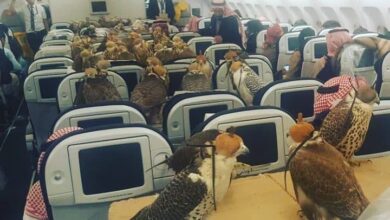Saudi Prince bought seats on a plane for each of his 80 falcons