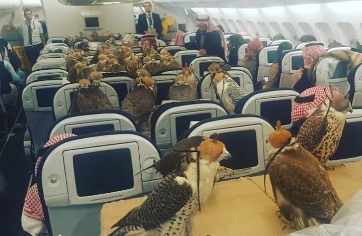 Saudi Prince bought seats on a plane for each of his 80 falcons Saudi Prince bought seats on a plane for each of his 80 falcons