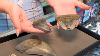 Woman discovers 12 million-year-old object while walking on the beach