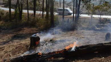 ‘Tết trồng cây’: chỉ tốt khi không phô trương hình thức!