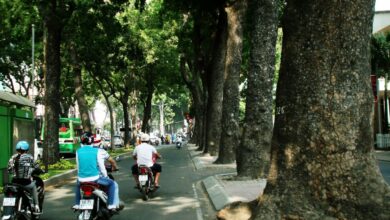Sài Gòn ‘đào tận gốc, trốc tận rễ’ cây xanh