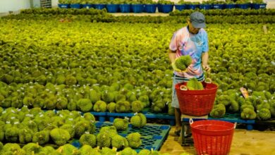 Sầu riêng – ‘Vua’ của các loại trái cây!