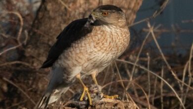 Chim ưng sử dụng tín hiệu giao thông để săn mồi