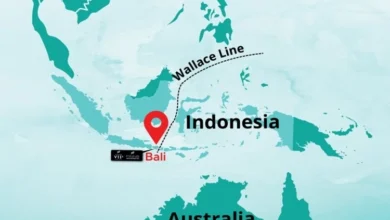 Đường vô hình ngăn cách động vật ở châu Á và Australia