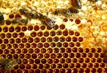 Bí mật hóa học khiến mật ong để lâu không hỏng