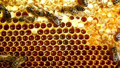 Bí mật hóa học khiến mật ong để lâu không hỏng