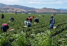 Santa Clara County immigrants are self-deporting
