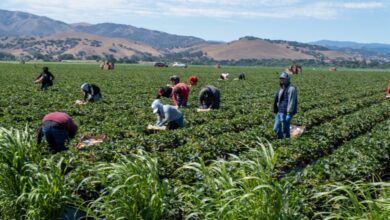Santa Clara County immigrants are self-deporting