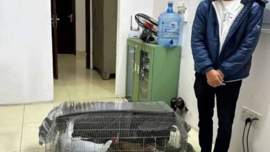 Án tù người nuôi gà lôi trắng: công bằng hay thiếu nhân văn? – Bình luận
