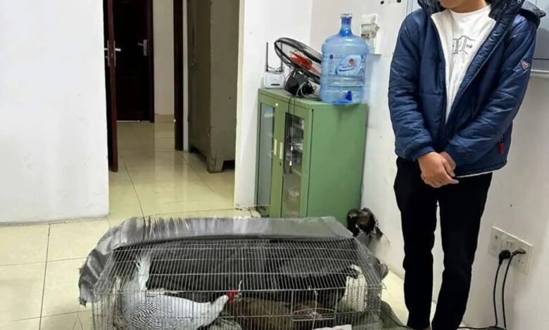 Án tù người nuôi gà lôi trắng: công bằng hay thiếu nhân văn? – Bình luận