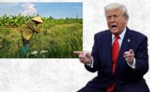 Nông dân Hưng Yên mất đất vì dự án golf của công ty gia đình Trump