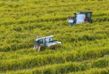 Trung Quốc ứng dụng AI cách mạng hóa trồng trọt