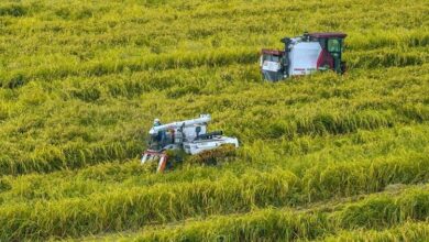 Trung Quốc ứng dụng AI cách mạng hóa trồng trọt