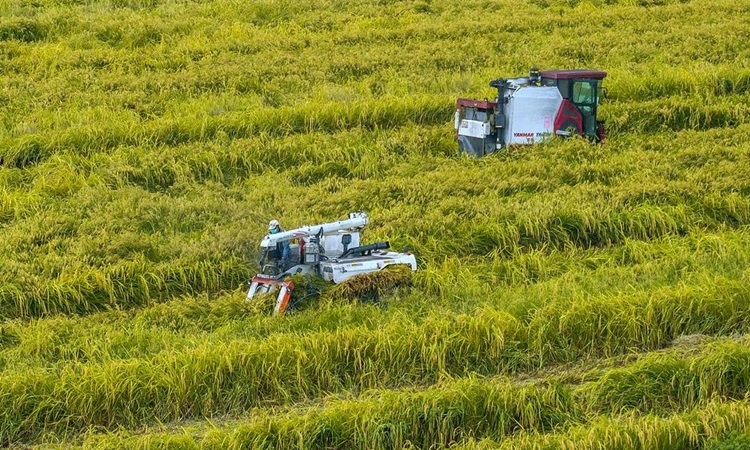Trung Quốc ứng dụng AI cách mạng hóa trồng trọt