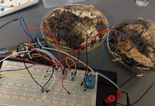 Nấm có thể xử lý và lưu trữ dữ liệu thay chip silicon Nấm có thể xử lý và lưu trữ dữ liệu thay chip silicon