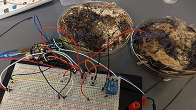 Nấm có thể xử lý và lưu trữ dữ liệu thay chip silicon