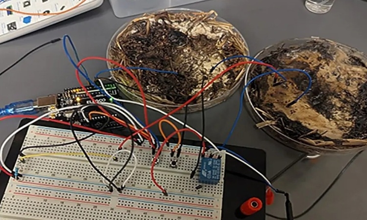 Nấm có thể xử lý và lưu trữ dữ liệu thay chip silicon Nấm có thể xử lý và lưu trữ dữ liệu thay chip silicon