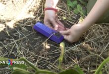 Pin chạy bằng đất giúp ích cho nhà nông