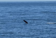 Cá heo ‘đi bộ bằng đuôi’ trước mặt du khách