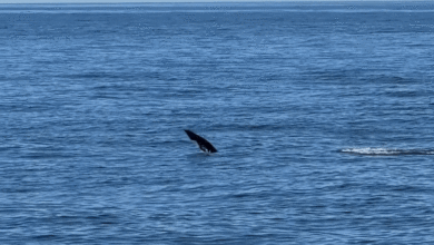 Cá heo ‘đi bộ bằng đuôi’ trước mặt du khách