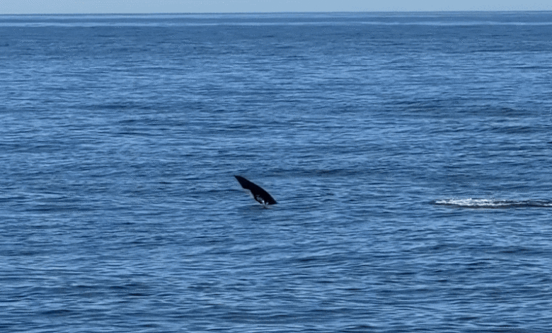 Cá heo ‘đi bộ bằng đuôi’ trước mặt du khách