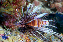 Nhà khoa học khuyên ăn thịt cá sư tử để ngăn chúng xâm lấn