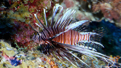 Nhà khoa học khuyên ăn thịt cá sư tử để ngăn chúng xâm lấn