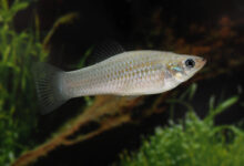 Loài cá tự nhân bản 100.000 năm gồm toàn con cái