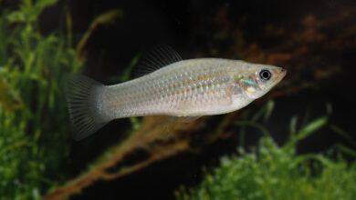 Loài cá tự nhân bản 100.000 năm gồm toàn con cái