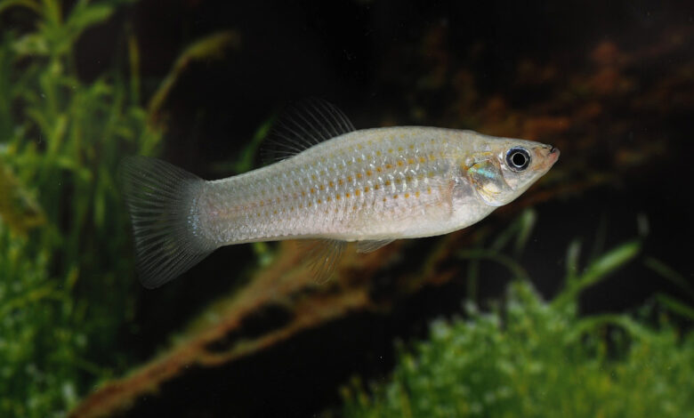 Loài cá tự nhân bản 100.000 năm gồm toàn con cái