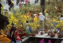 Vụ tịch thu 48 cây mai ở Côn Đảo: Quyền sở hữu không sống nhờ giấy tờ