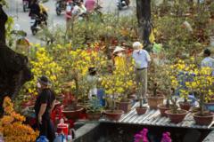 Vụ tịch thu 48 cây mai ở Côn Đảo: Quyền sở hữu không sống nhờ giấy tờ