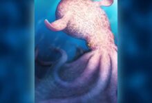 Bạch tuộc dài 19 m có thể thống trị biển cổ đại