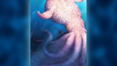 Bạch tuộc dài 19 m có thể thống trị biển cổ đại