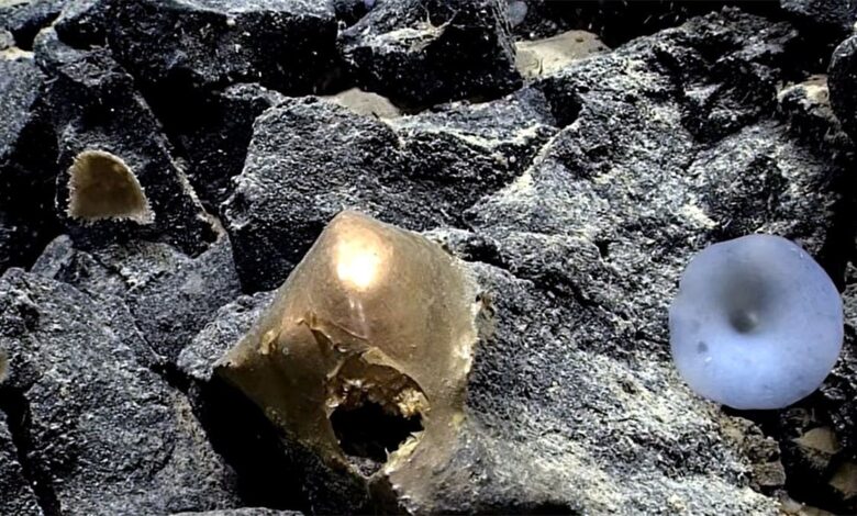 Khối cầu vàng kỳ lạ dưới đáy biển