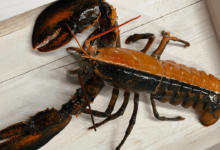 Tôm hùm thoát chết nhờ màu sắc hiếm