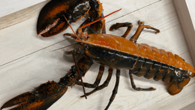 Tôm hùm thoát chết nhờ màu sắc hiếm