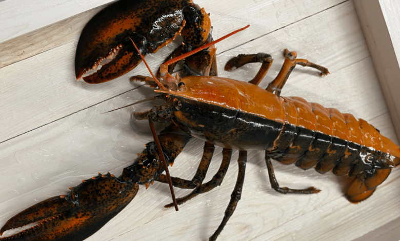 Tôm hùm thoát chết nhờ màu sắc hiếm