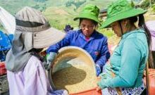 Chiến tranh Iran đe dọa an ninh lương thực Thái Lan, Việt Nam