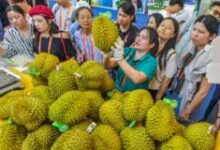 Sầu riêng Việt Nam liệu có bắt kịp Thái Lan ở Trung Quốc?