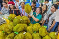 Sầu riêng Việt Nam liệu có bắt kịp Thái Lan ở Trung Quốc?