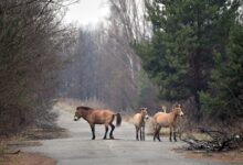 Động vật quý hiếm phát triển mạnh ở Vùng cấm Chernobyl
