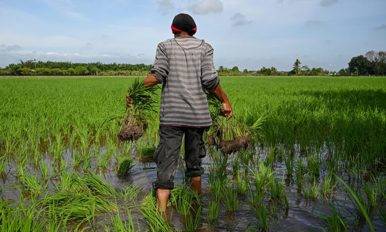 Malaysia sẽ làm mưa nhân tạo để trồng lúa
