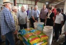 Cuba đón mùa lúa năng suất chưa từng có nhờ ‘tình bạn chân thành’ của Việt Nam?