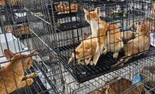 Giải cứu hàng trăm con mèo bị bắt trộm để giết thịt ở Việt Nam