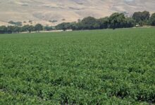 Parcel tax helps preserve Santa Clara County open space